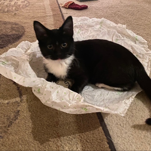 🐈🐾 Follow Game 🐈🐾 Like to play tag & share - Picture 9 of 10